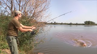 Pecanje šarana i štuke na jezeru Grabovo u Hrvatskoj  Fishing carp and pike on lake FULL VIDEO [upl. by Renrew]