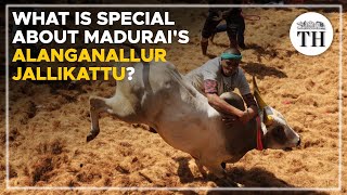 What is special about Madurais Alanganallur jallikattu  The Hindu [upl. by Oicnaneb]