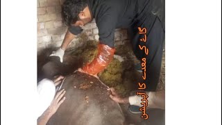 Cow stomach operation Cow Rumenty Cow surgery by Dr Fahed Tanveer kamboh [upl. by Yelssew]