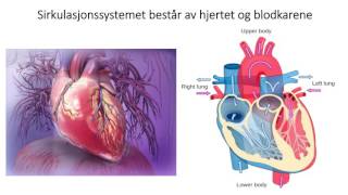 Sirkulasjonssystemet Introduksjon [upl. by Maloney617]