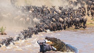 Incredible Wildebeest Migration crossing the Mara River  WHAT HAPPENS NEXT [upl. by Bush]