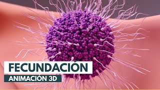 Cómo se produce la fecundación  Animación 3D [upl. by Petrine]