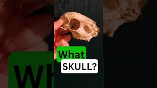 Whos SKULL was this mammals nature wildlife [upl. by Tevlev]