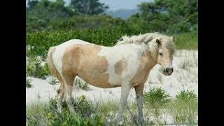 2018 Chincoteague Pony Swim  Misty of Chincoteague [upl. by Kehr]