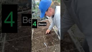 Planting BUSH BEANS in a Square Foot Garden [upl. by Gilbye907]