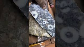 Cutting Rocks  Crinoid fossils in Limestone [upl. by Akeenahs291]