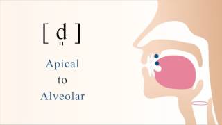 d͈  voiced apical alveolar tense stop [upl. by Enelehcim]