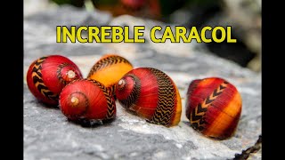 Reglas de oro Para tener Caracoles en tu Acuario neritinas [upl. by Llemmart]