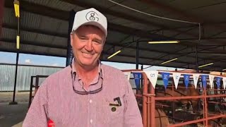 Glenlands Droughtmasters se Darren Childs by die jaar se Droughtmaster SA se NAMPO 2024 [upl. by Nylirem]