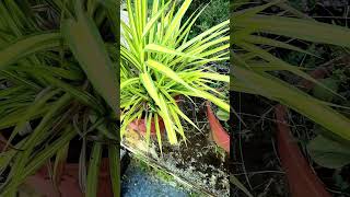 Pandanus Veitchii Plant Decorate  Plant Decorate shortvideo bagwani shorts [upl. by Chlores27]