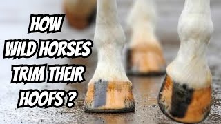 How wild horses trim their hoofs  horse hoofs horses [upl. by Carter252]