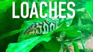 Are Loaches Good For Your Aquarium [upl. by Annil]