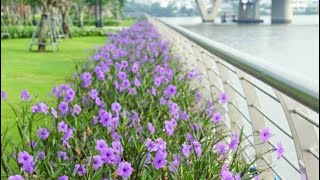 The Art of Trimming Mexican Petunias ruellia [upl. by Dymphia]