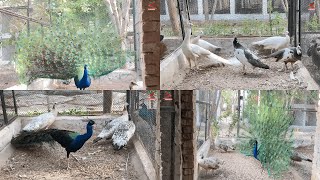 Peacock Breeding Season  Peacock Eggs Season  M Birds [upl. by Yenalem]