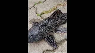 Rare FourEyed Fish with Long Spines Found in Karimganj Flood Waters [upl. by Eeznyl]