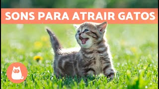 Miados para ATRAIR GATOS 🐱🔊 Sons para o seu gato se aproximar [upl. by Crissie781]