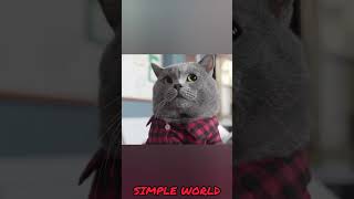 யாரு கூட விளையாடுறாங்க  Cat vs Badminton  SIMPLE WORLD [upl. by Blackburn]