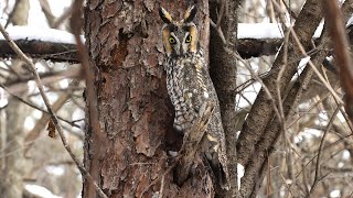 Longeared Owl  Asio otus [upl. by Suanne]