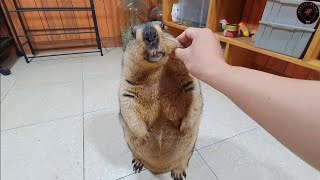 silly marmot stands still as i pet him [upl. by Corkhill398]