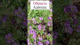 Обриета Aubrieta💐 flowerworld цветы flowers [upl. by Akirej]