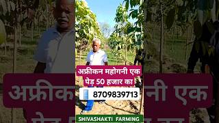 African mahogany tree farming agriculture farming farmer shivashakti mahogany shortvideo [upl. by Mloclam793]