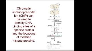 Chapter 17 Control of gene expression in Eukaryotes [upl. by Niasuh]