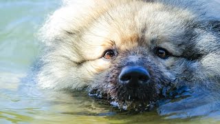 Swimming Keeshond [upl. by Hartmunn392]