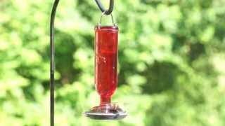 Hummingbird Flying amp Feeding At Bird Feeder [upl. by Sev]