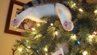 Katzen zerstören Weihnachtsbaum  Weihnachten  Advent mit Katzen  Cats destroy christmas trees [upl. by Bland]