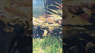 Madagascar rainbowfish rainbowfishallmymoneygoestofish fishtank fishaquarium aquascape music [upl. by Ettezzil]