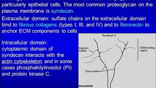 Glycosaminoglycans and Glycoproteins [upl. by Eiramnna]