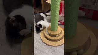 🐱💖 Double the Fun with Our 2 in 1 Cat Scratching Post 💖🐱 petliking catcat cathome catlover [upl. by Asirram910]