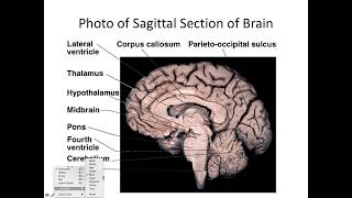 B232S18 Brain and Cranial Nerves part I [upl. by Anuait]