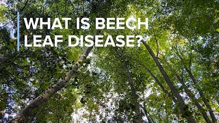 What is Beech Leaf Disease [upl. by Sarena826]