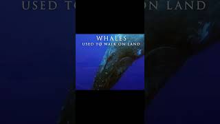 Whales Transformed to WALK on Land whales evolution shorts [upl. by Ona]