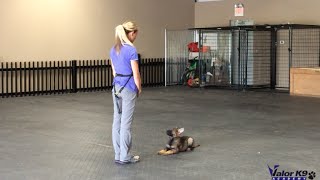 German Shepherd puppy obedience training  9 weeks old  Amy Pishner  Valor K9 Academy [upl. by Wendin192]