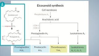 Eicosanoids Pathway  Prostanoids And Leukotrienes BioSynthesis Pathways [upl. by Virgie899]