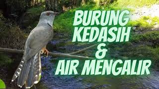 Suara Burung Kedasih Dan Air Mengalir Jernih [upl. by Nytsuj]