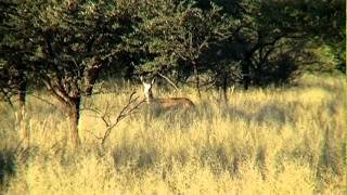 antelope ID 02mp4 [upl. by Rebekkah761]