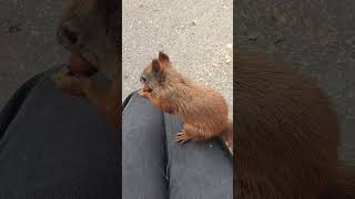 🐿Mrs Blind🐿 wiewiórka shorts wiewiórka squirrel redsquirrel sweetanimals wildsquirrel animal [upl. by Lucian]