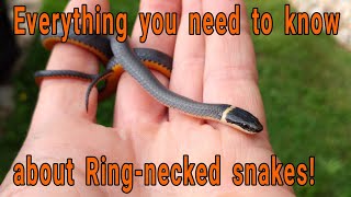 Everything you need to know about Ringnecked snakes Diadophis punctuatus [upl. by Herrle]