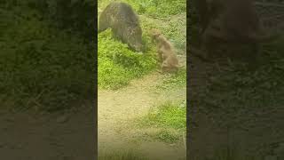 Wild boar vs Pitbull [upl. by Alket]