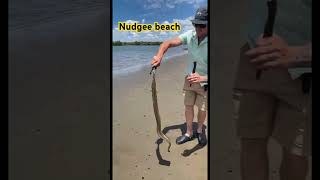 Nudgee beach fishing youtubeshorts fishing fish fyp [upl. by Hobard]