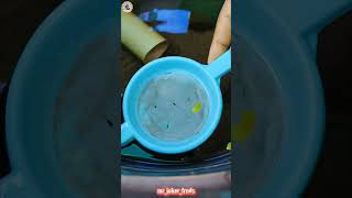 guppy fish தொல்லைகள்🤣😂😭tamilcomedytagguppyguppyfish frymollyfishfryguppyfishfarmingaquarium [upl. by Fortunna]