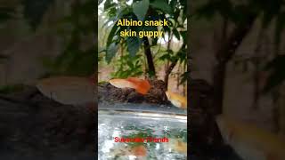 ALBINO SNACK SKIN GUPPY LBBETTAS FARM VIDEO [upl. by Nywnorb714]