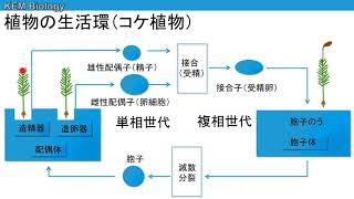 高校生物「植物の生活環」 [upl. by Anad383]