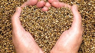 5 Incredible Health Benefits of Hemp Seeds [upl. by Arze747]