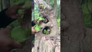 Beautiful Parrots Video In A Hole Underground part 02 bird birdfreaks birdworld birdlives [upl. by Eellac]