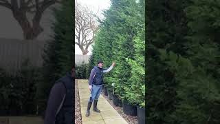 Very Large Leylandii Trees for Screening [upl. by Epstein463]