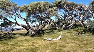 Mt Feathertop scenery mountains hiking walking trekking [upl. by Imyaj572]